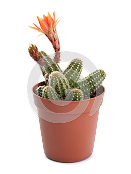 Cactus Echinopsis chamaecereus with beautiful red flower in pot on white