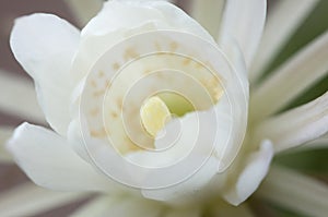 Cactus echinopsis flower, close up shot