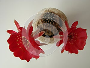 Cactus Echinopsis Kermesina with opening two pink blossoms against