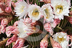 Cactus Echinopsis Spachiana blooming