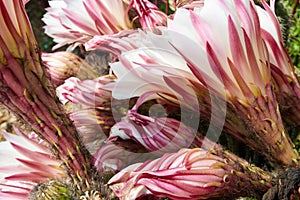 Cactus Echinopsis Spachiana blooming