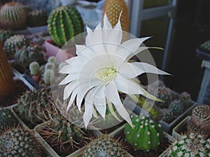 Cactus Echinopsis subdenudata with large white flower