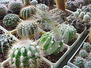 Cactus Echinopsis subdenudata with woolly bud