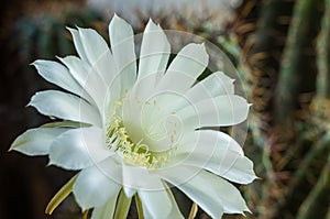 Cactus echinopsis tubiflora illuminated by soft evening sunlight, floral background, selective focus, close up