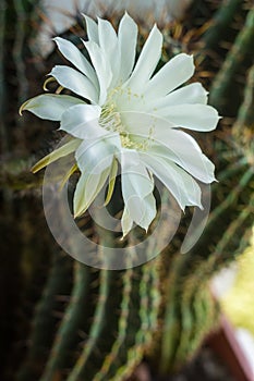 Cactus echinopsis tubiflora illuminated by soft evening sunlight, floral background, selective focus, close up