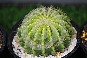 Cactus echinopsis tubiflora, selective focus, close up