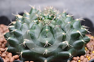 Cactus echinopsis tubiflora, selective focus, close up