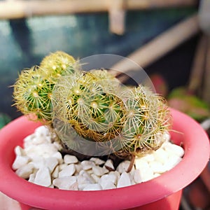 Cactus elongata duri kuning beauty