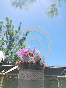 Cactus en flor photo