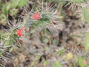 cactus en la naturaleza con frutos photo