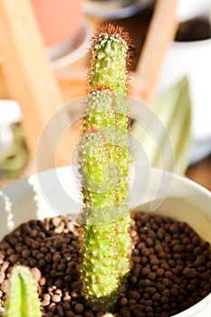 Cactus , ERIOCEREUS Harrisia jusbertii or cactus or Fairytale castle or Cereus peruvianus