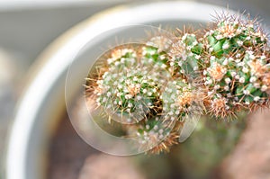 cactus , ERIOCEREUS Harrisia jusbertii or cactus or Fairytale castle or Cereus peruvianus