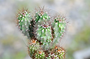 cactus , ERIOCEREUS Harrisia jusbertii or cactus or Fairytale castle or Cereus peruvianus