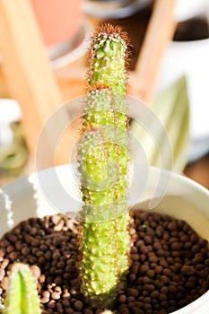 Cactus , ERIOCEREUS Harrisia jusbertii or cactus or Fairytale castle or Cereus peruvianus photo