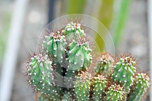 cactus , ERIOCEREUS Harrisia jusbertii or cactus or Fairytale castle or Cereus peruvianus photo