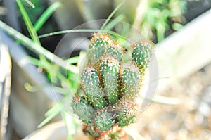 cactus , ERIOCEREUS Harrisia jusbertii or cactus or Fairytale castle or Cereus peruvianus or mammillaria