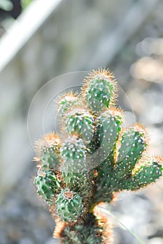 cactus , ERIOCEREUS Harrisia jusbertii or cactus or Fairytale castle or Cereus peruvianus or mammillaria