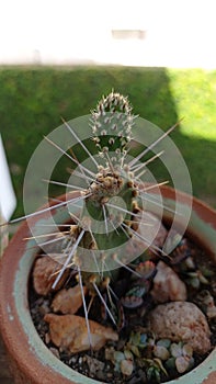 Cactus espinas planta xerofila suculent