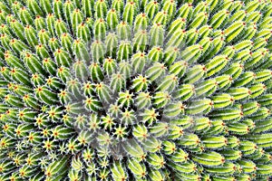 Cactus euphorbia echinus, abstract view from above