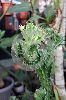 A Cactus euphorbia lactea plant