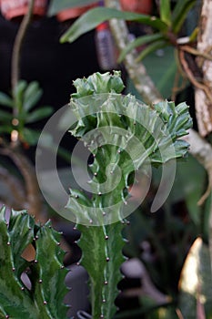 A Cactus euphorbia lactea plant