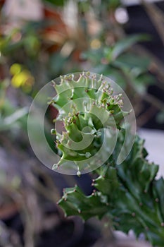 A Cactus euphorbia lactea plant photo