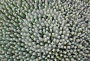 Cactus euphorbia resinifera with prickly thorns as found in nature photo
