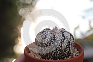 Cactus with the evening light background