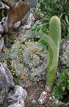 Cactus at The Exotic Gardin in Monaco ACTUS