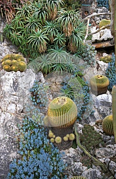 Cactus at The Exotic Gardin in Monaco ACTUS