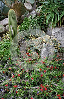 Cactus at The Exotic Gardin in Monaco ACTUS