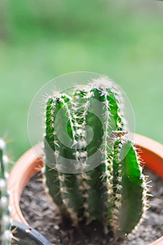 Cactus , Fairytale castle or Cereus peruvianus