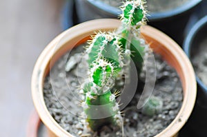 Cactus , Fairytale castle or Cereus peruvianus