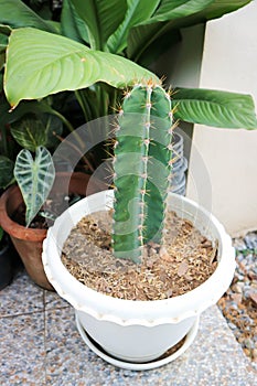 Cactus , Fairytale castle or Cereus peruvianus