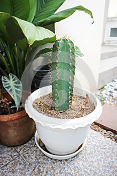 Cactus , Fairytale castle or Cereus peruvianus