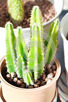 Cactus , Fairytale castle or Cereus peruvianus