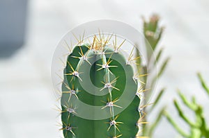 Cactus , Fairytale castle or Cereus peruvianus