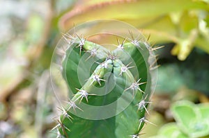 Cactus , Fairytale castle or Cereus peruvianus