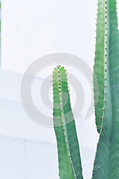 cactus , Fairytale castle or Cereus peruvianus