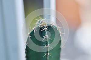 cactus , Fairytale castle or Cereus peruvianus