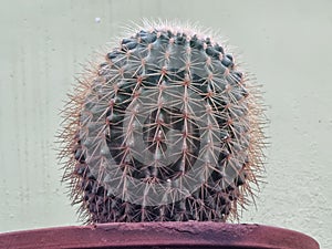 cactus, (family Cactaceae), plural cacti or cactuses, flowering plant family (order Caryophyllales)