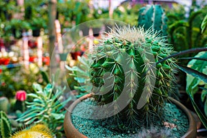 Cactus, family Cactaceae, plural cacti or cactuses, flowering plant family order Caryophyllales with more than 2,000 species