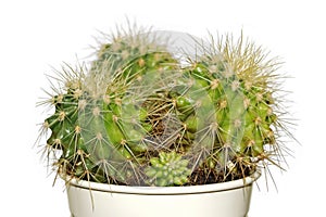 Cactus family in plant pot