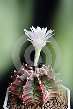 Cactus farm with close-up of succulent and cactus