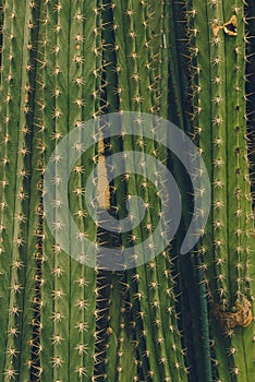 Cactus Fashion background. Art Design Minimal Stillife