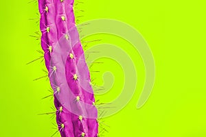 Cactus Fashion Set Design. Minimal Stillife. Trendy Bright Colors.