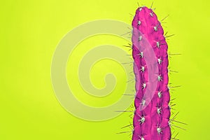 Cactus Fashion Set Design. Minimal Stillife. Trendy Bright Colors.