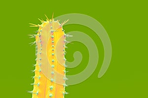 Cactus Fashion Set Design. Minimal Stillife. Trendy Bright Colors.