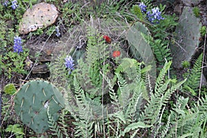 Cactus, Fern and, Wild Flowers