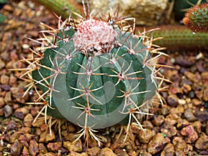 Cactus Ferocactus Glaucescens ,Glaucous Barrel cactus ,Ferokaktus sinewy ,Blue barre photo